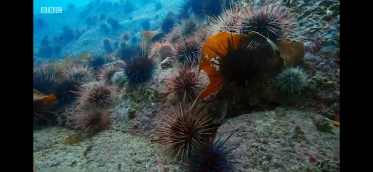 Red sea urchin (Mesocentrotus franciscanus) as shown in Blue Planet II - Green Seas